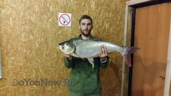 2016 Рыболовные трофеи на рыболовной базе На-Волгу РФ 65