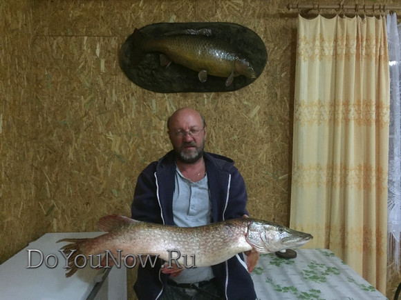 2016 Рыболовные трофеи на рыболовной базе На-Волгу РФ 105