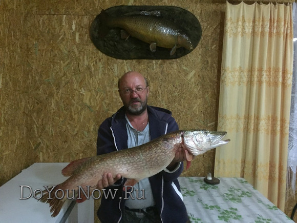 2016 Рыболовные трофеи на рыболовной базе На-Волгу РФ 106
