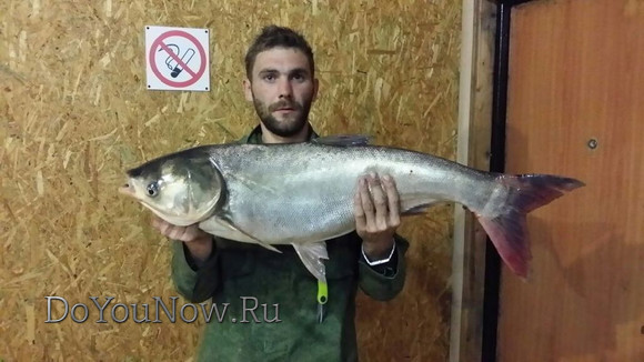 2016 Рыболовные трофеи на рыболовной базе На-Волгу РФ 66