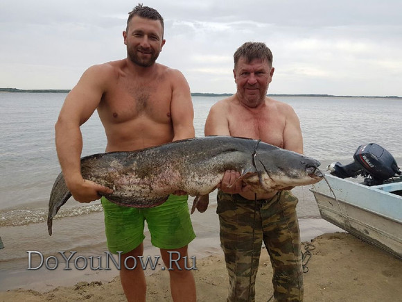 2016 Рыболовные трофеи на рыболовной базе На-Волгу РФ 69