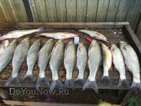 2016 Рыболовные трофеи на рыболовной базе На-Волгу РФ 77