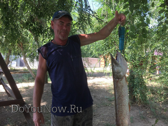 2016 Рыболовные трофеи на рыболовной базе На-Волгу РФ 87