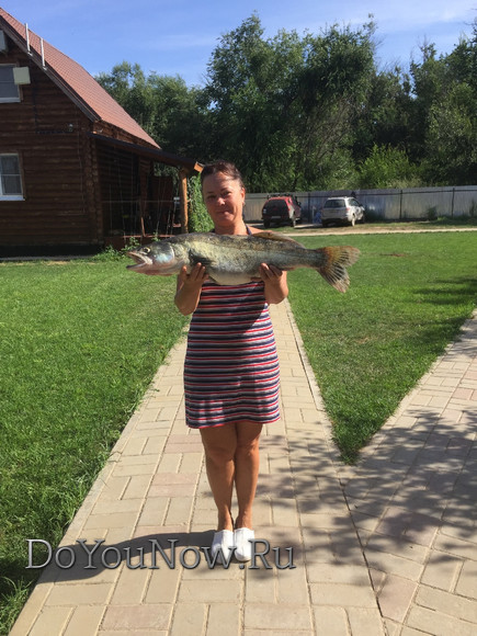 2016 Рыболовные трофеи на рыболовной базе На-Волгу РФ 94