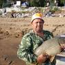 2017 г Рыболовные трофеи на рыболовной базе На-Волгу РФ 102