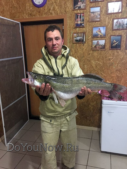 2017 г Рыболовные трофеи на рыболовной базе На-Волгу РФ 24