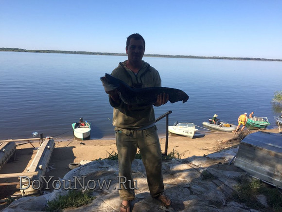 2017 г Рыболовные трофеи на рыболовной базе На-Волгу РФ 27