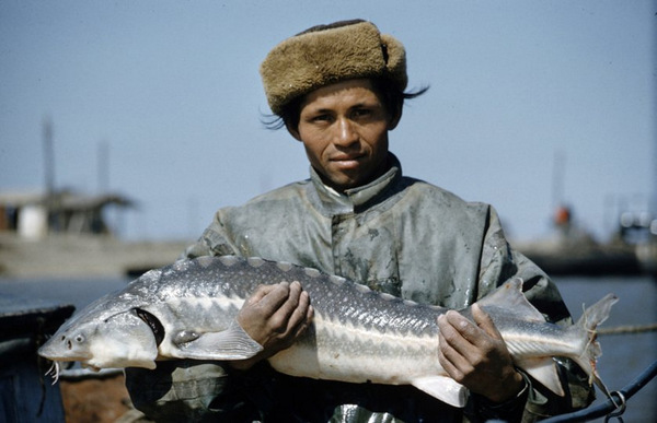 Рыбаки, в том числе женщины, ловят осетра сетью в дельте Волги