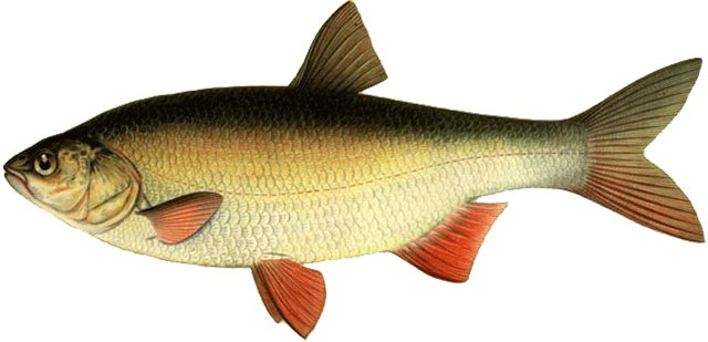 Елец - рыба: фото и описание, места обитания | FishWorld