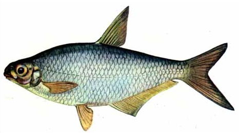 Фото и название рыб Волги - интересные факты о местных рыбах